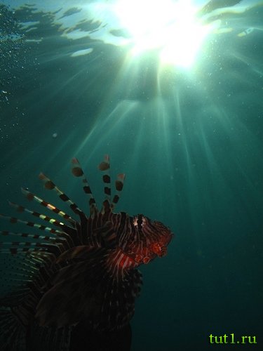 Андаманские острова