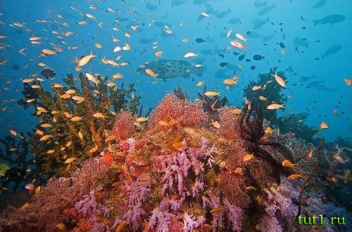 Андаманские острова