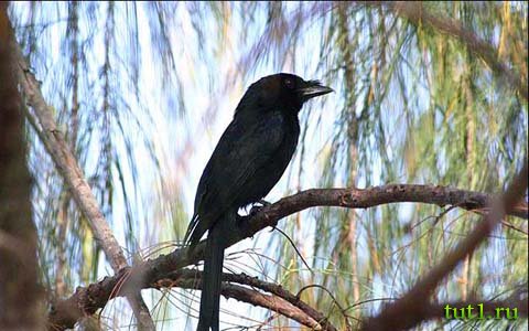 Атолл Альдабра - фото животных