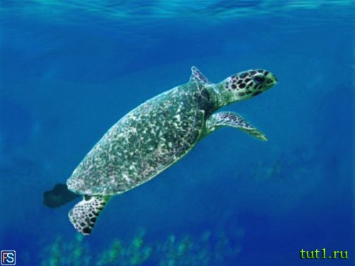 Атолл Альдабра