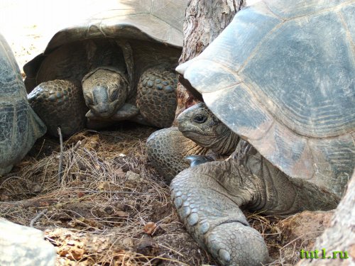 Атолл Альдабра - фото животных