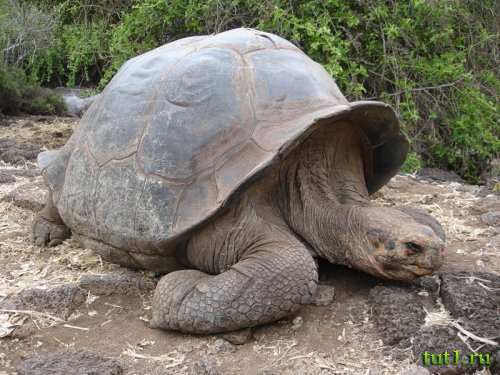 Слоновая черепаха - атолл Альдабра