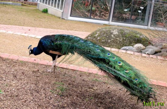 Ботанический сад Тулузы