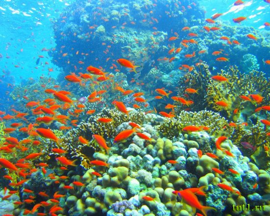 Морской национальный парк Рас-Мухаммед в Шарм-эль-Шейхе