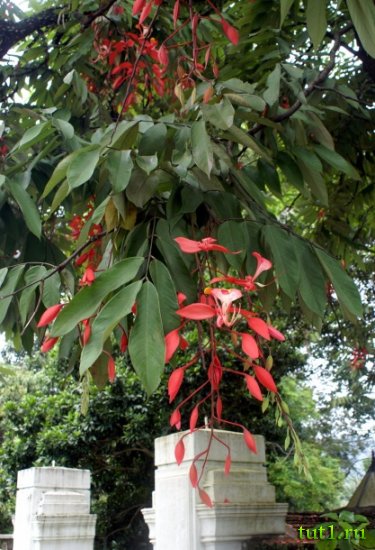 Королевский ботанический сад - Шри-Ланка