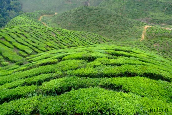 Плантации цейлонского чая - Шри-Ланка
