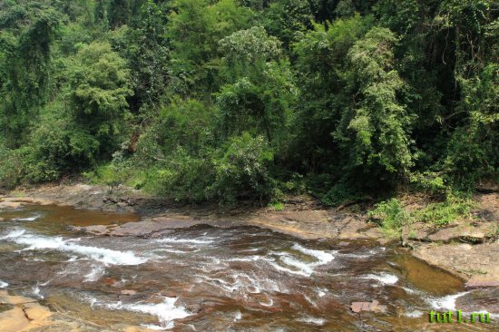 Канди - заповедный лес Удаваттакелле