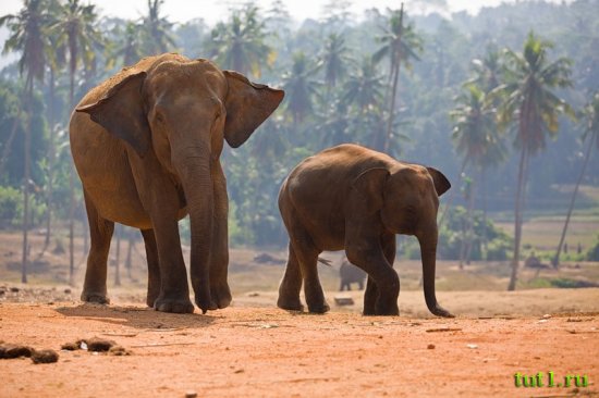 Канди - питомник слонов