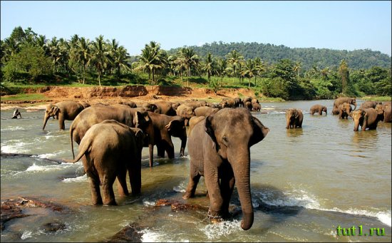 Канди - питомник слонов