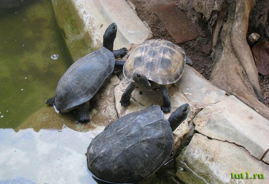 Коломбо - зоопарк