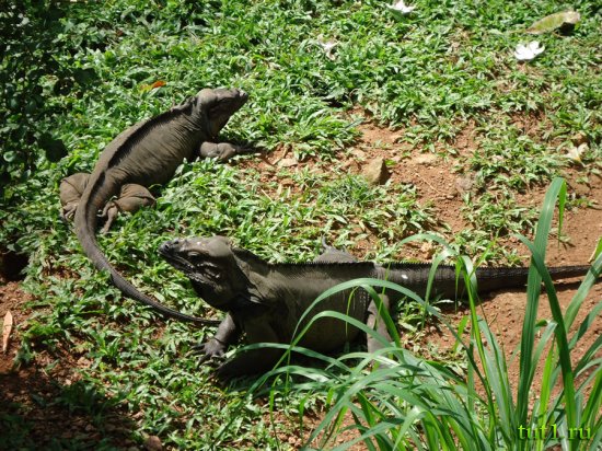 Коломбо - зоопарк