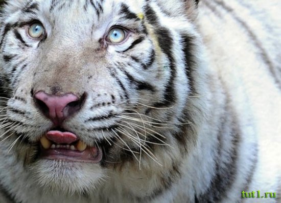 Коломбо - зоопарк