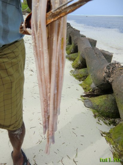 Лаккадивские острова