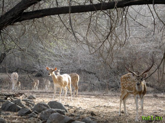 Заповедники Индии