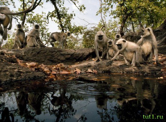 Заповедники Индии