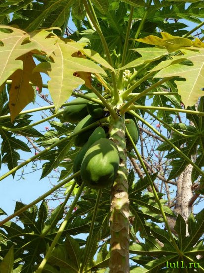 Гоа - плантация специй