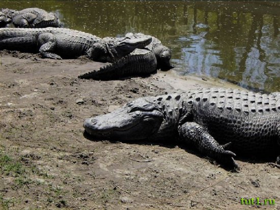 Гоа - природный заповедник Зуари