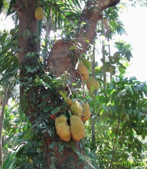 Гоа - плантация специй