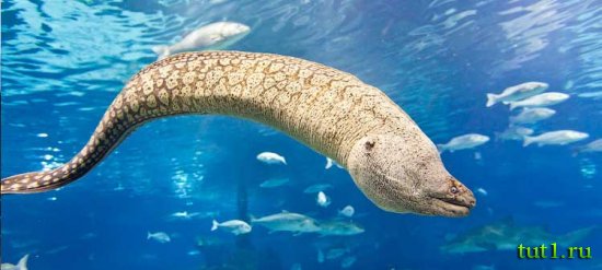 Аквариум Басрелоны