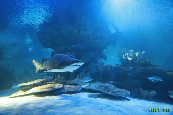 Аквариум Басрелоны