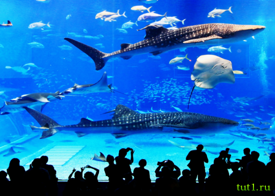 Аквариум Басрелоны