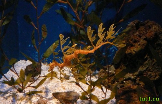 Аквариум Басрелоны