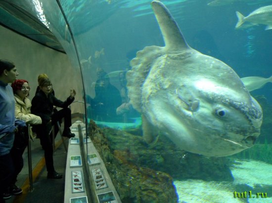 Аквариум Басрелоны