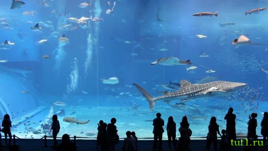 Аквариум Басрелоны