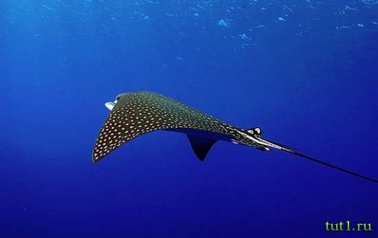 Остров Бангарам - подводный мир