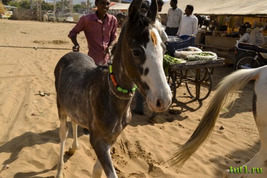 Пушкар - ярмарка верблюдов