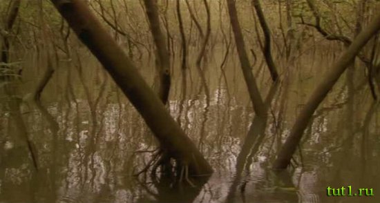 Сундарбан - мангровые леса