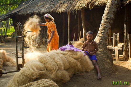 Керала - кокос