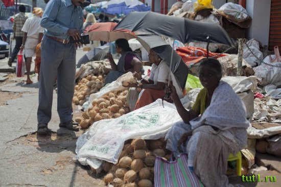 Керала - кокос