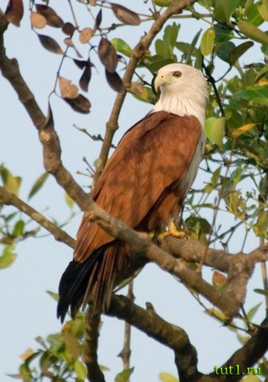 Заповедник Бхагван Махавир - браминский коршун