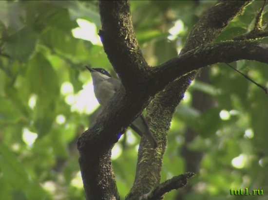 Заповедник Бхагван Махавир - сорокопут