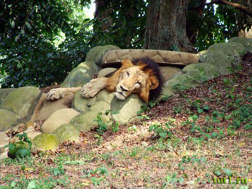 Тривандрум - зоопарк