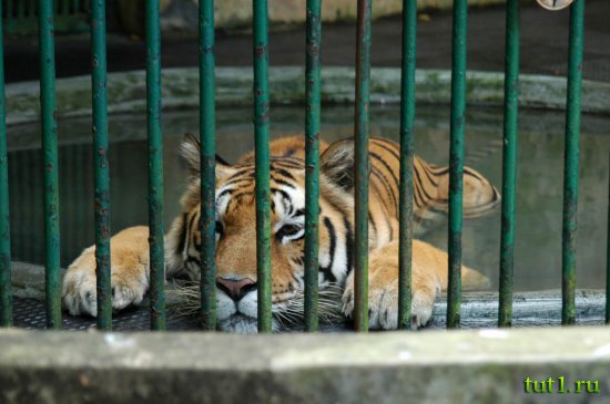 Зоопарк Тривандрума, Керала — Индия
