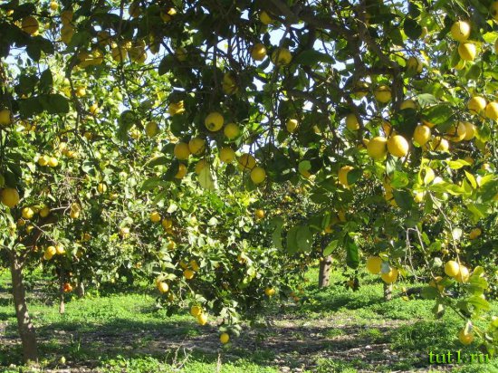 Греческий остров Парос - лимонная роща