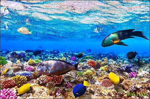 Мальдивы - подводный мир