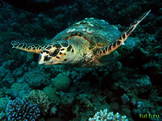 Подводный мир Мальдив - черепахи