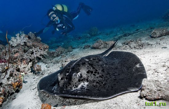 Мальдивы - подводный мир