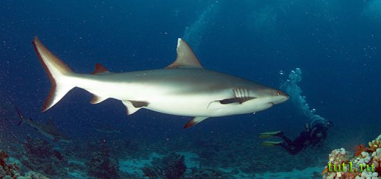 Подводный мир Мальдив - серая рифовая акула