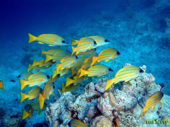 Подводный мир Мальдив