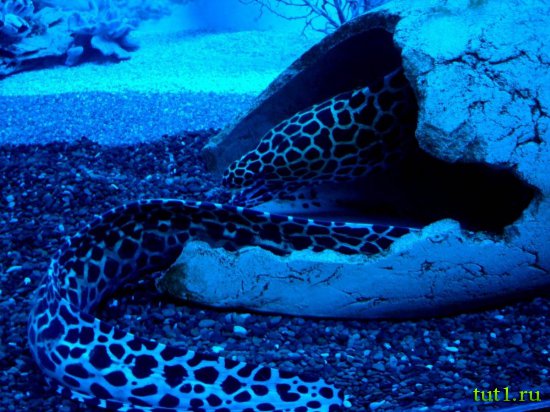 Подводный мир Мальдив