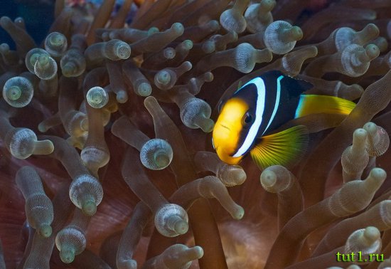 Подводный мир Мальдив