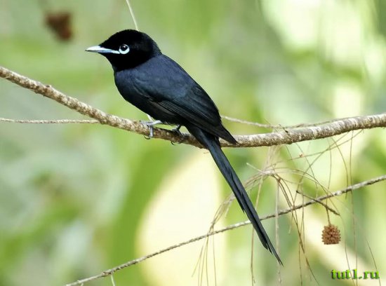 Сейшельские острова - птицы