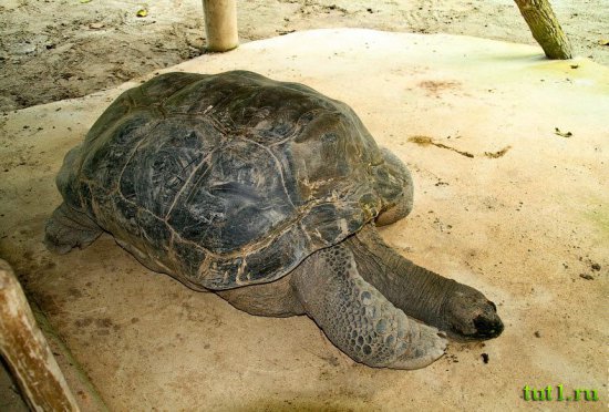 Остров Бали - заповедник птиц и рептилий Taman Burung