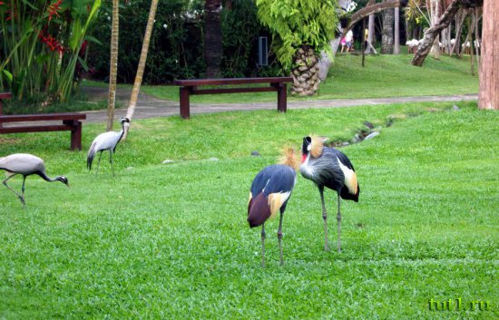Остров Бали - заповедник птиц и рептилий Taman Burung