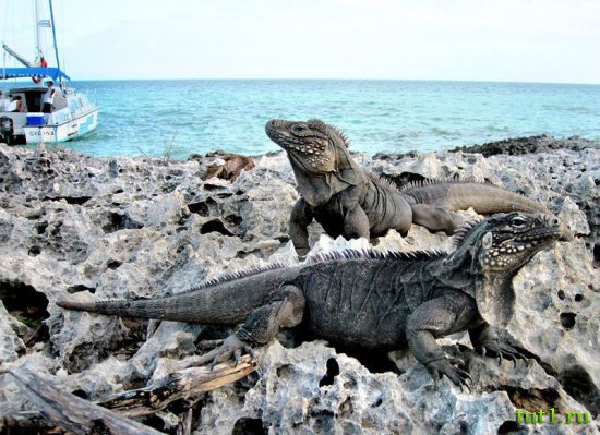 Куба - остров Игуан
