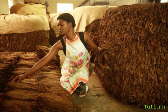 Кубинские сигары - процесс изготовления